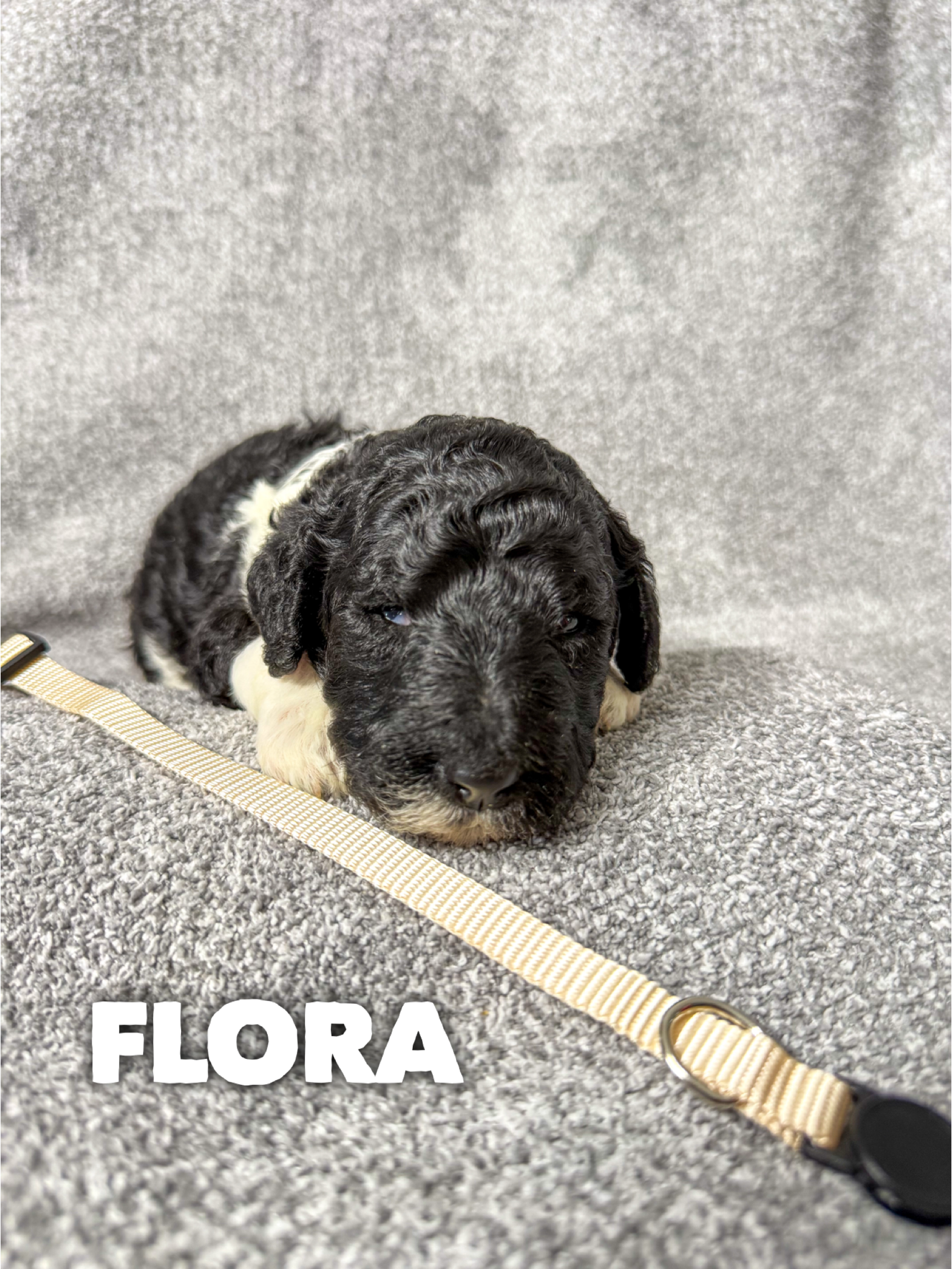Flora 2